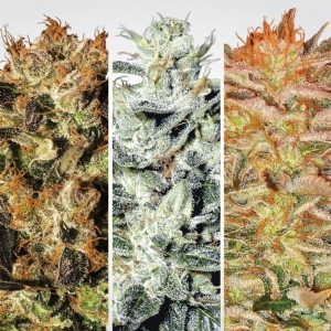 Paradise Seeds - Collection pack - Indica champions