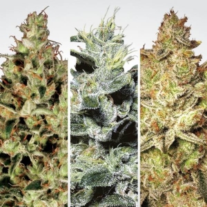 Paradise Seeds - Collection pack - Sativa champions