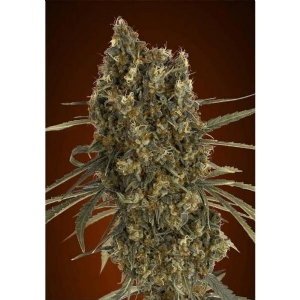 BMS - Jack Herer Auto