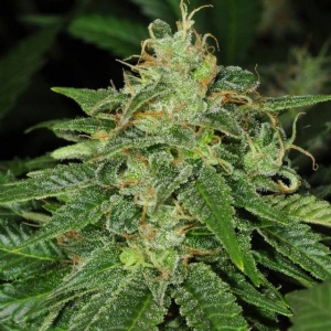 Bud Master Seeds - CBD Stimpak