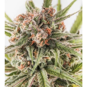 Bud Master Seeds - Dark Domina