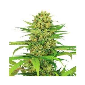 Bud Master Seeds - Bubble Gum