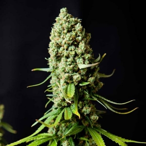 Bud Master Seeds - Fast Skunk