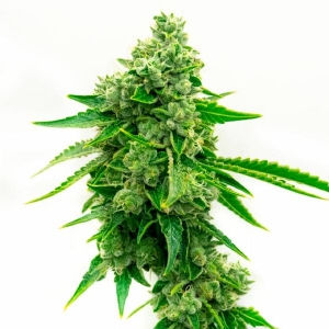 Bud Master Seeds - CBD Tangie