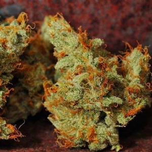 Bud Master Seeds - Gorilla OG