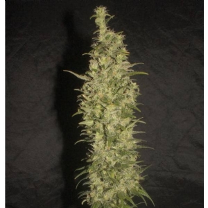 Bud Master Seeds - Monster Auto