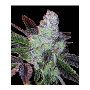 Bud Master Seeds - Cookie G