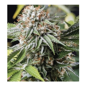 Bud Master Seeds - Mango Flowers
