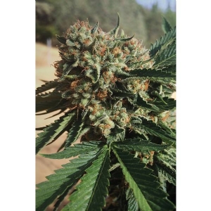Bud Master Seeds - Mango Flowers Auto