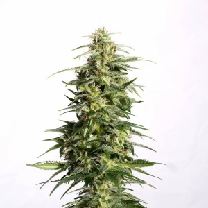 Kannabia - Swiss Dream CBD Auto
