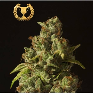 Devil s Harvest Seeds - Rollex OG Kush Regolare