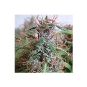 Ace Seeds - Honduras Breeders Pack Regolare
