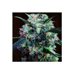 Ace Seeds - Kali China Breeders Pack