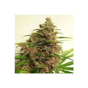 Ace Seeds - Malawi Breeders Pack Regolare