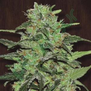 Ace Seeds - Malawi Breeders Pack