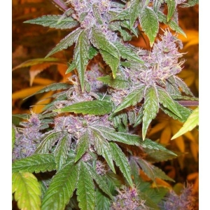 Ace Seeds - Pakistan Chitral Kush Breeders Pack