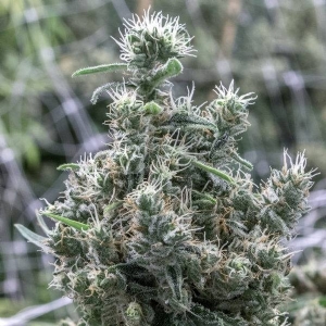 Resin Seeds - Cannatonic Regolare