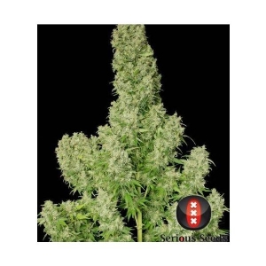 Serious Seeds - White Russian