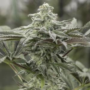 Humboldt Seed Organization - Lemon Citron