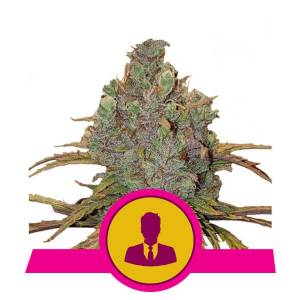 Royal Queen Seeds - El Patron