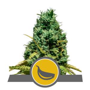 Royal Queen Seeds - Garlic Mist Regolare