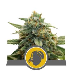 Royal Queen Seeds - Mango Crunch Regolare