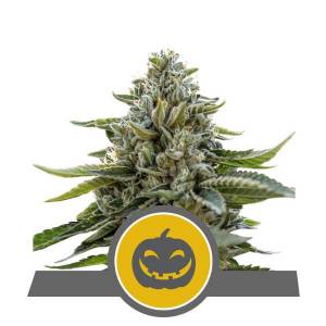 Royal Queen Seeds - Pumpkin Kush Regolare