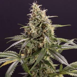 Humboldt Seed Organization - Chocolate Mint OG Auto