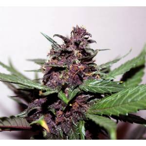 Kannabia - Swiss Dream Rose CBD Auto