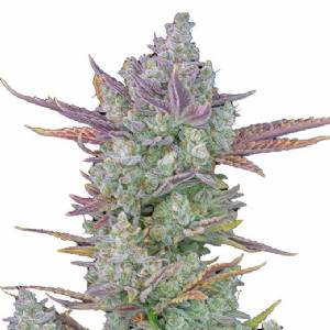 Fast Buds - Gorilla Cookies