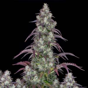 Fast Buds - Lemon Pie