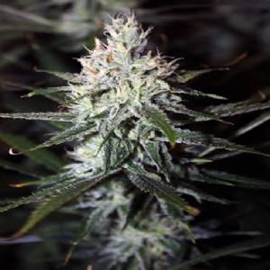 Rare Dankness - Moonshine Haze Regolare