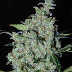 Cannabiogen - Purple Mexican