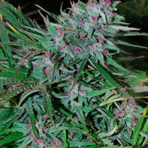 Cannabiogen - Panama Regolare