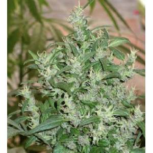 Cannabiogen - Red Snake Regolare