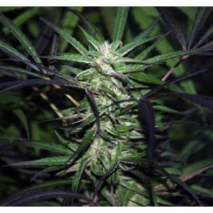 Cannabiogen - Mangobiche Kush Regolare