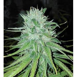 Cannabiogen - Michoacan Cream Regolare