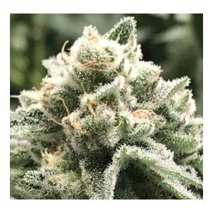 R-Kiem Seeds - Sublimator