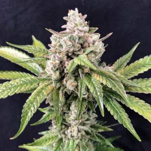 R-Kiem Seeds - Deadcheese