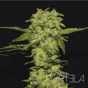 R-Kiem Seeds - Portela