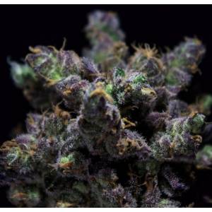 R-Kiem Seeds - Haribo