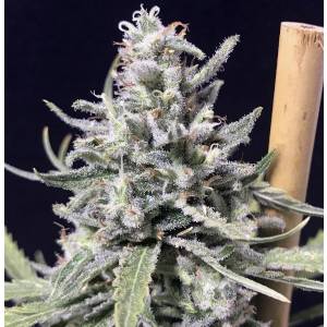 R-Kiem Seeds - Superskunk Thunderstorm Auto