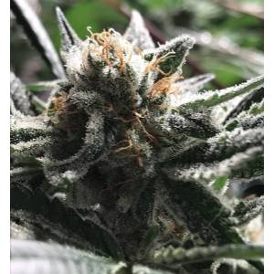 R-Kiem Seeds - Critical Jack Condor Auto