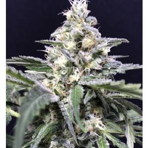 R-Kiem Seeds - Amnesia Amazon Haze Auto