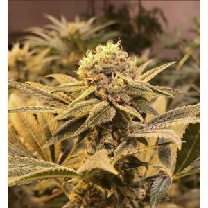 R-Kiem Seeds - R-Kiem Regolare