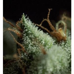 R-Kiem Seeds - G.O.S Regolare