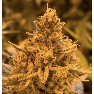 R-Kiem Seeds - Ibiscus Regolare