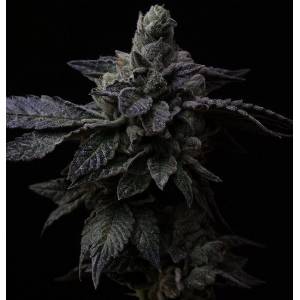 R-Kiem Seeds - Suguz Regolare