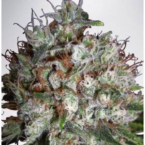 Ministry of Cannabis - Big Bud XXL