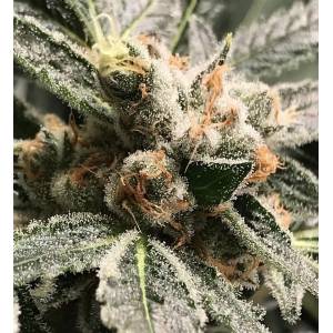 R-Kiem Seeds - OG Kush Dark Kush Auto